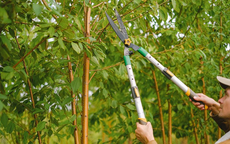 Tree trimming in Miami Gardens, FL